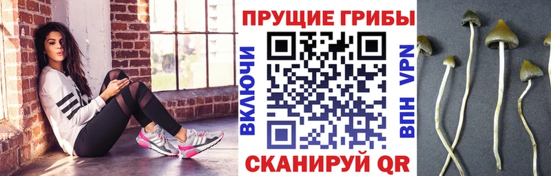 дарнет шоп  Обь  Галлюциногенные грибы мицелий 